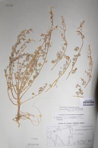 Herbarium Sheet of ASU 66521